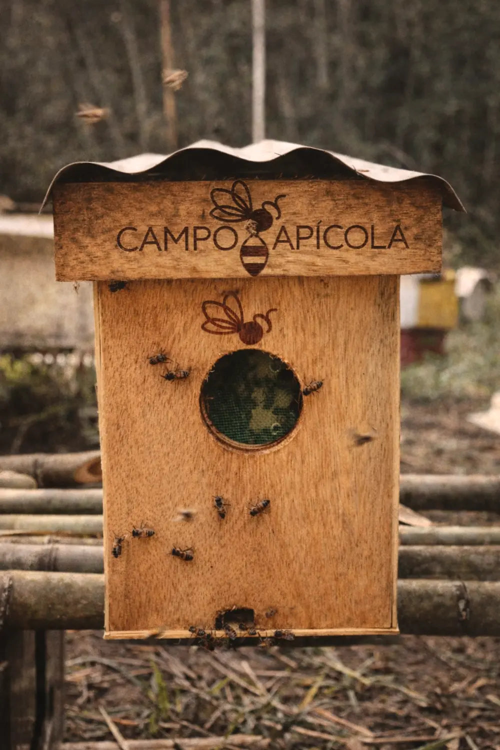 Abejas nativas trabajando en una colmena de madera artesanal en un entorno rural.